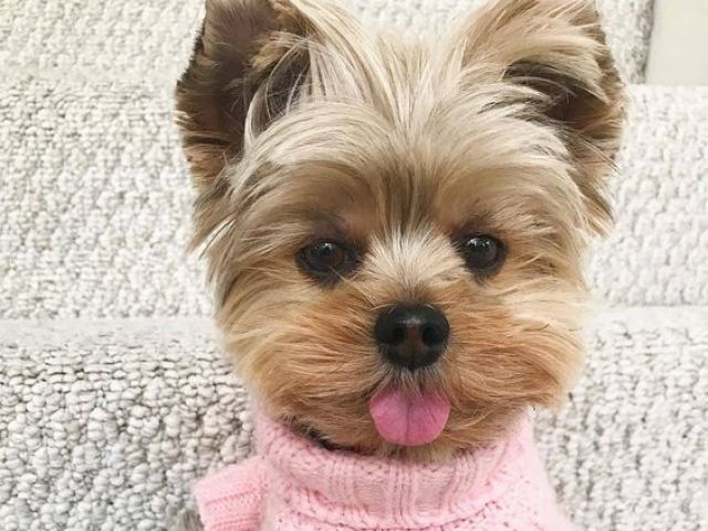 Yorkshire Terrier