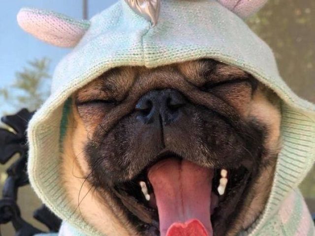 Pug