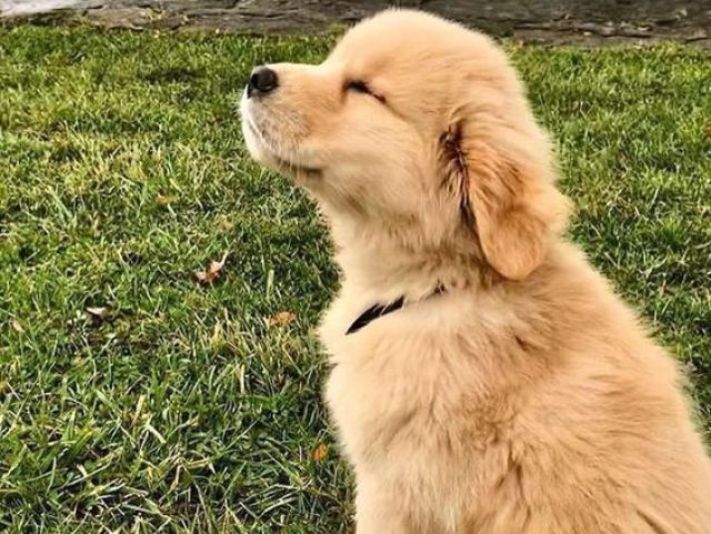Golden