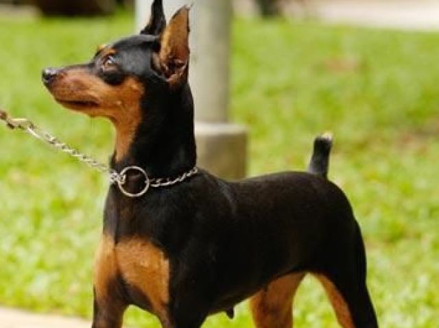 Pinscher