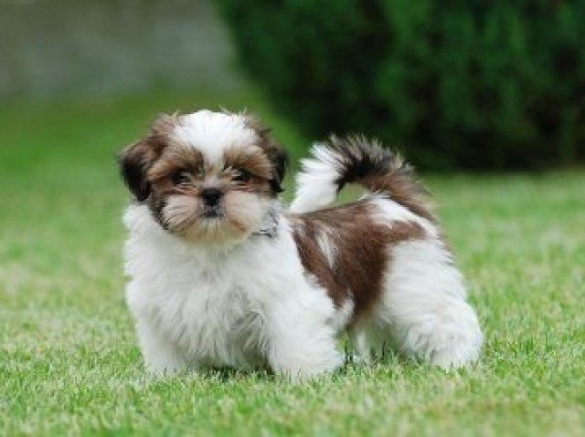 Shih Tzu 🐶🐕