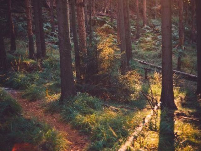 S/R iria te levar para fazer uma caminhada em um lindo bosque.Corado, ele te elogia e te da um leve beijo na testa. Vocês curtiram muito o momento. Depois
ele lhe entrega um lindo buquê de flores. Ele diz: "Obrigado por aceitar o convite, que tal marcar mais um passeio?"