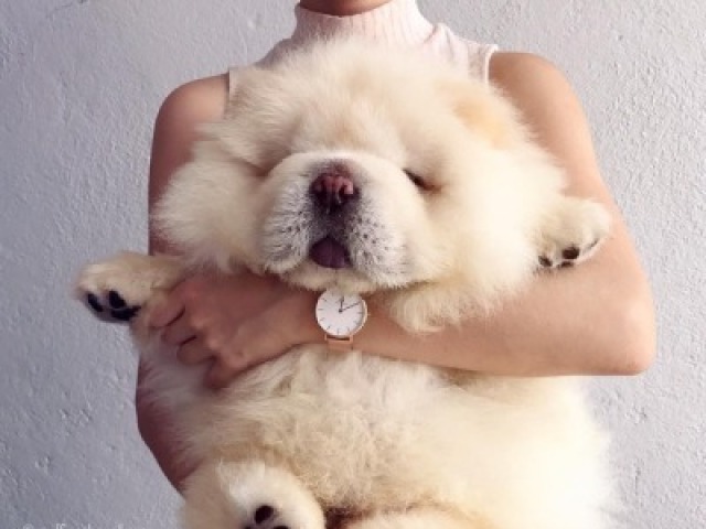 Chow-chow