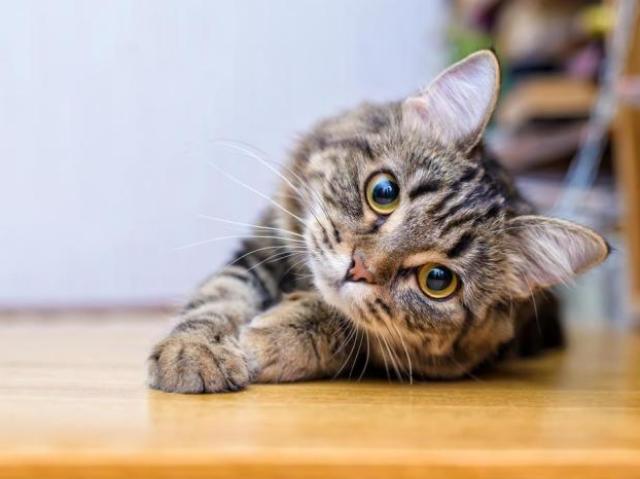 Gato!