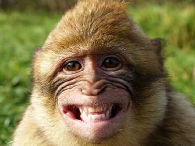 Macaco!