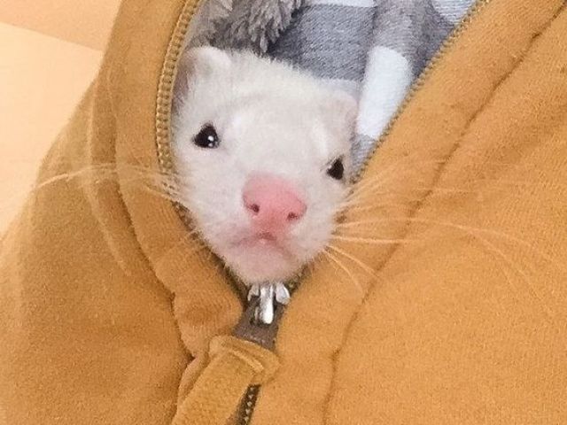 furão 🐭