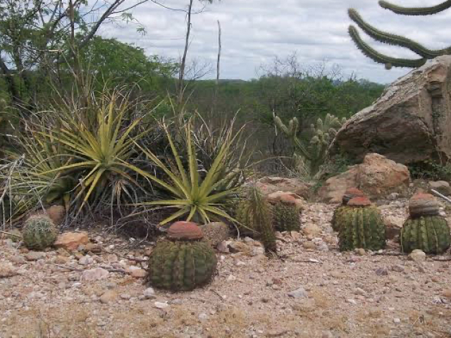 Caatinga