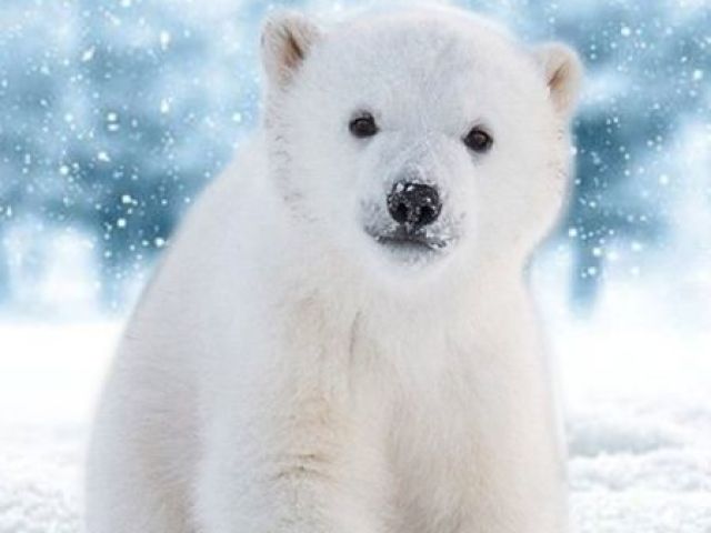 Urso polar