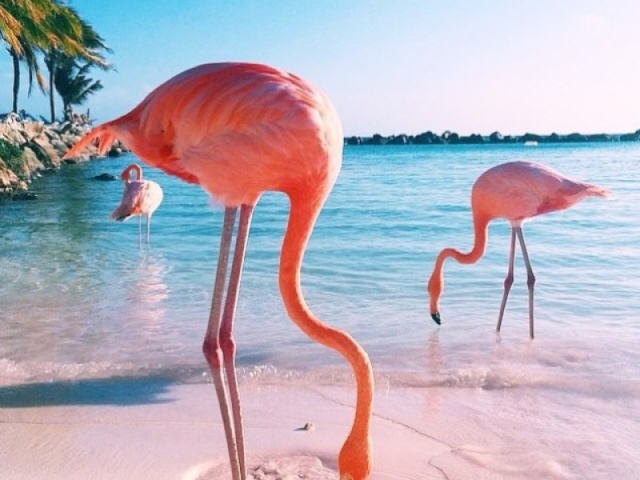 Flamingo