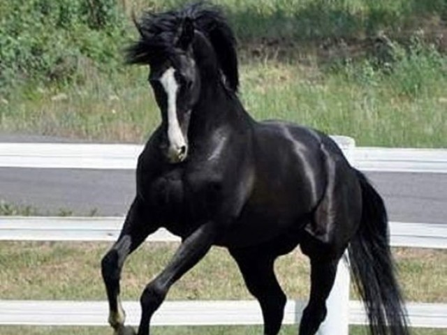 Cavalo