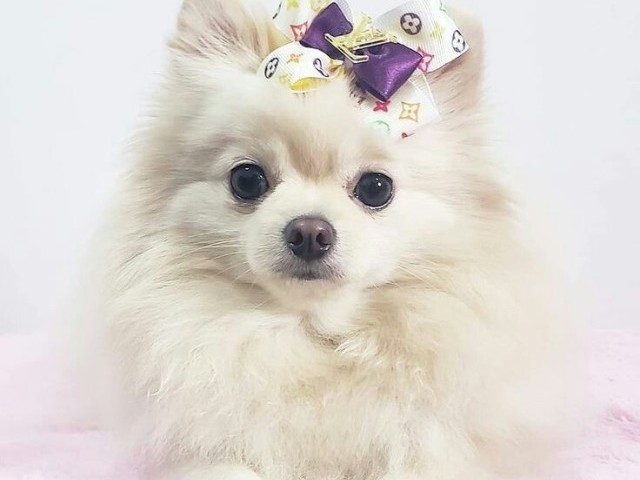 Essa Lulu da Pomerânia com lacinho