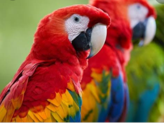 Que animal você seria na vida selvagem?