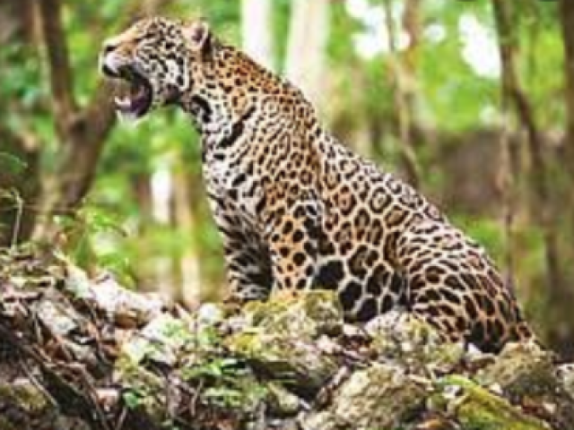 Onça