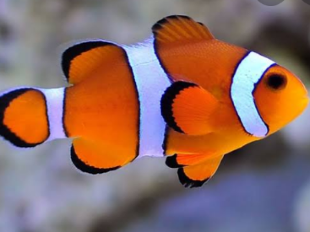 Peixe