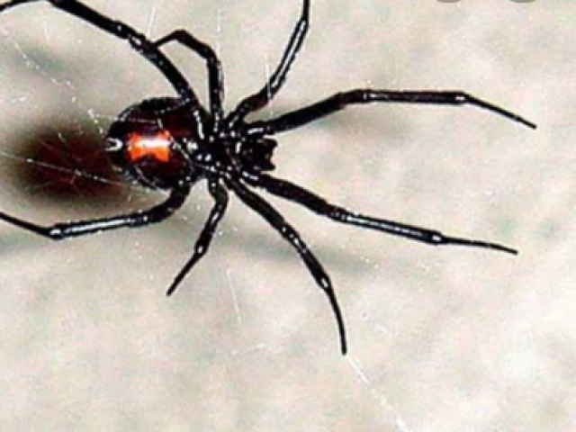 Aranha
