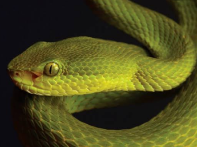 Cobra
