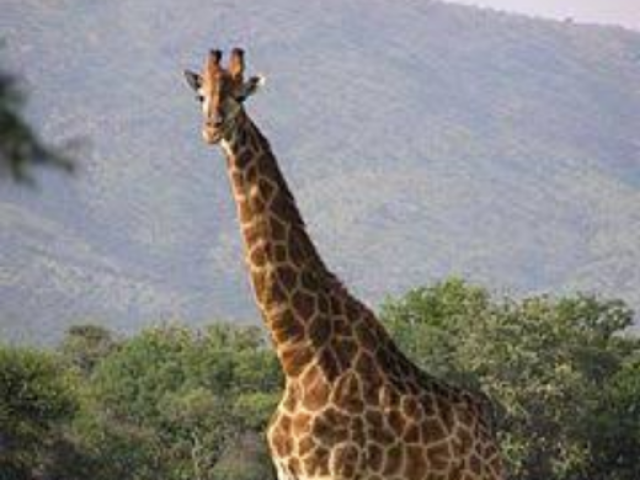 Girafa