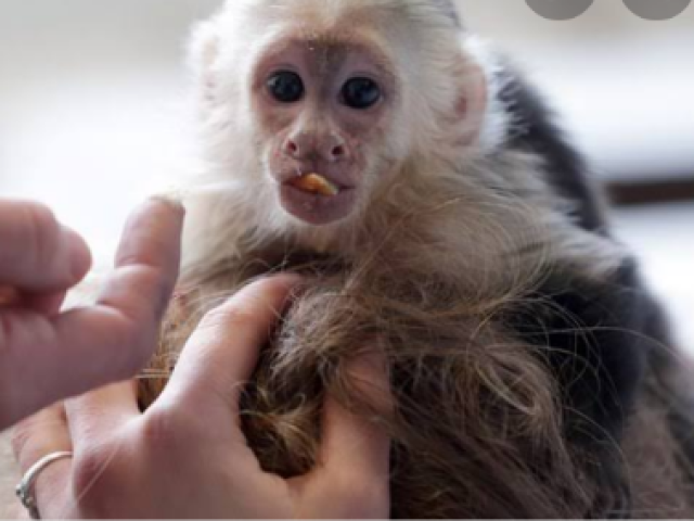 Macaco