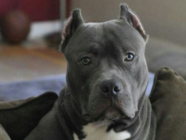 Pit Bull