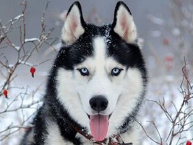 Husky Siberiano