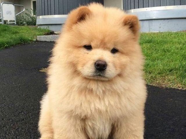 Chow-Chow