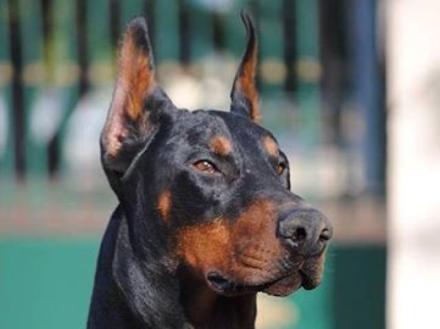 Dobermann