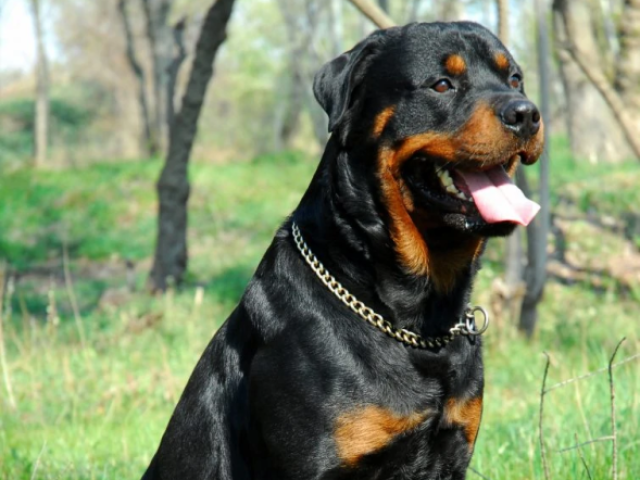 Rottweiler