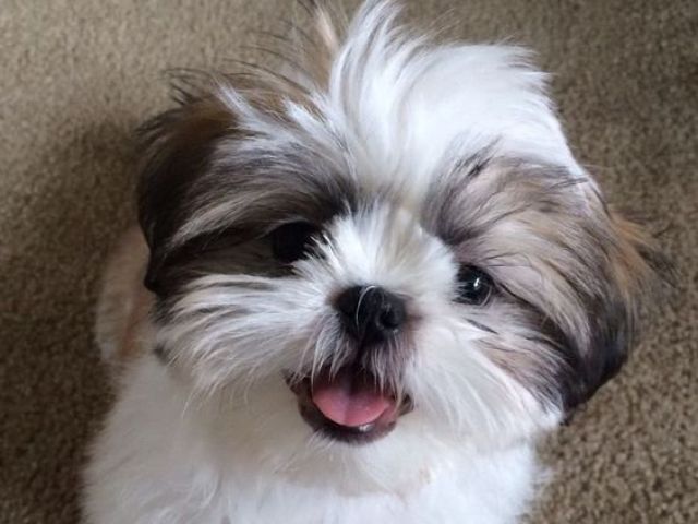 Shih-Tzu