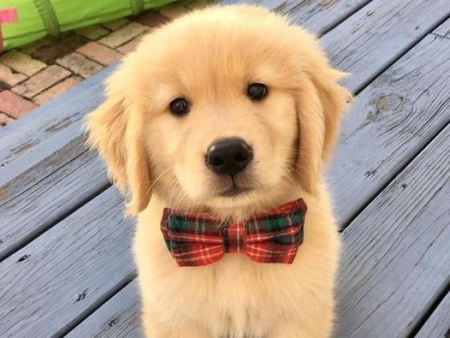 Golden Retriever