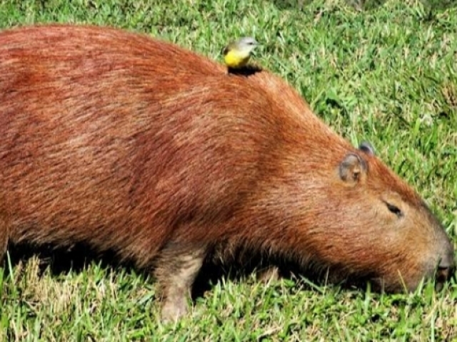 Capivara