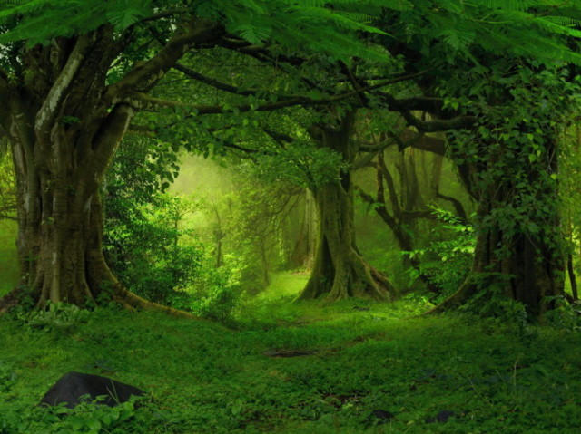 caminhar na floresta