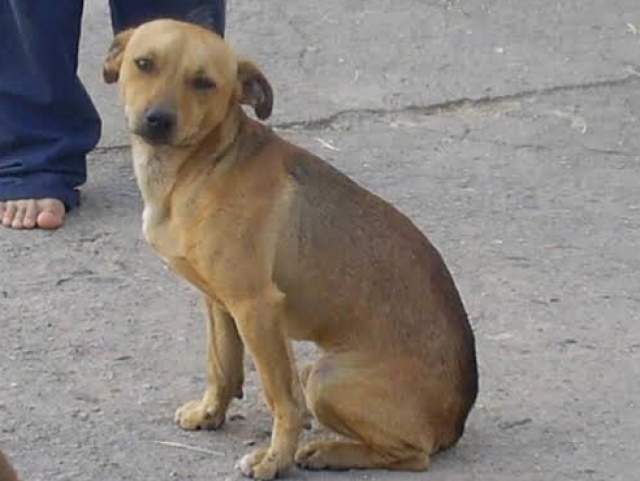 Cachorro caramelo