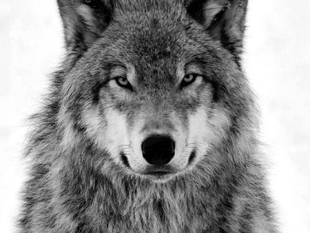 Lobo