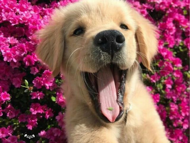 Doguinho π