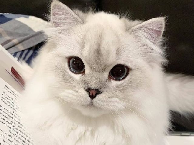 Gatinho π