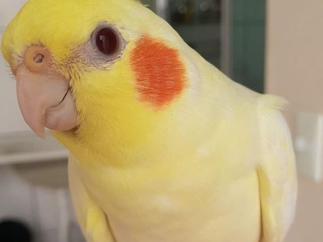 PΓ‘ssaro π