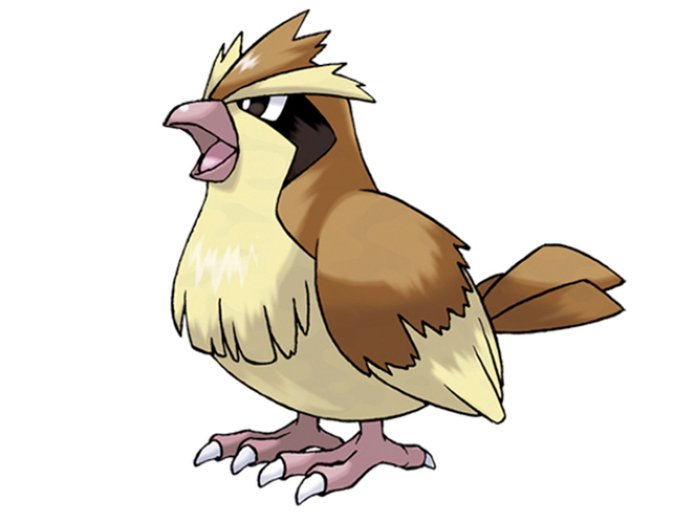 pidgey