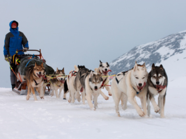 Andar de treno de husky siberiano