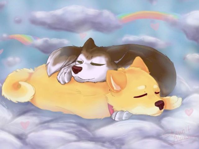 Hus x Shibe ou Shibe x Hus