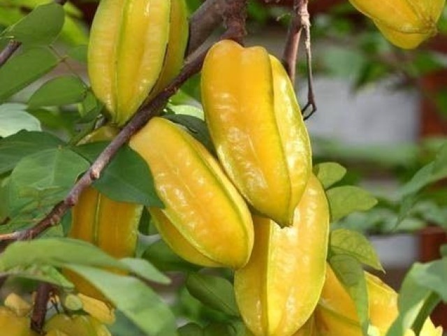 Carambola