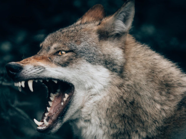 Lobo