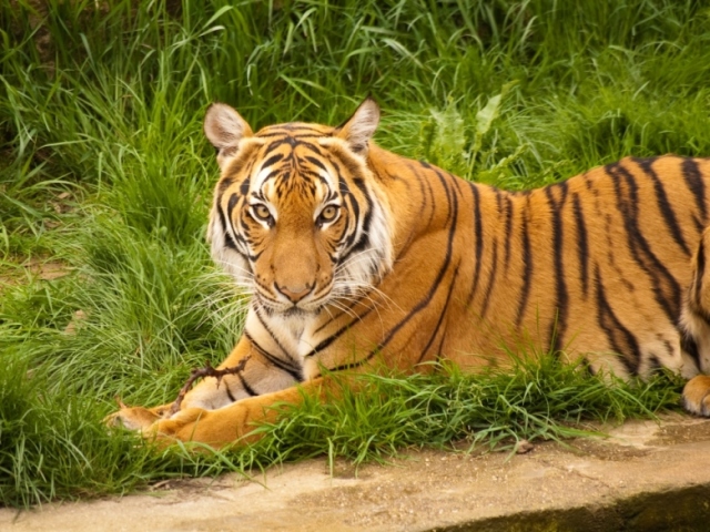 Tigre