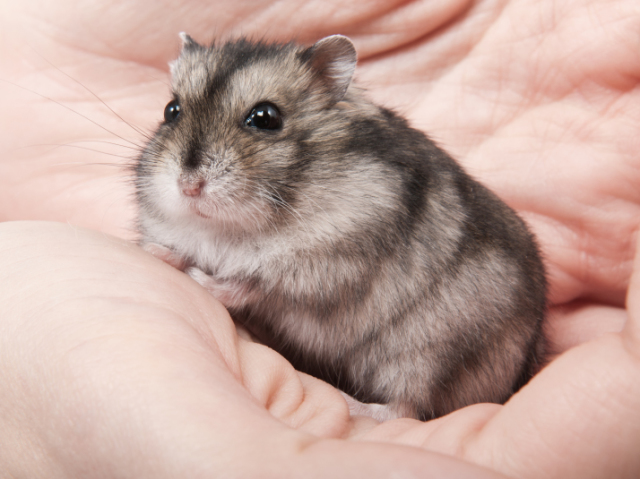 HAMSTER