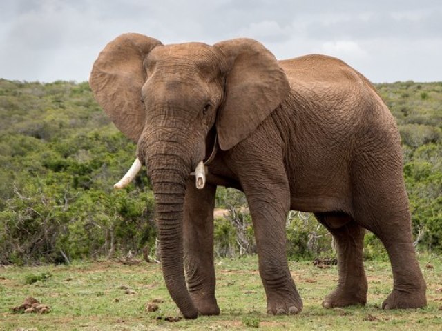 Elefante!
