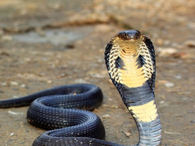 Cobra!