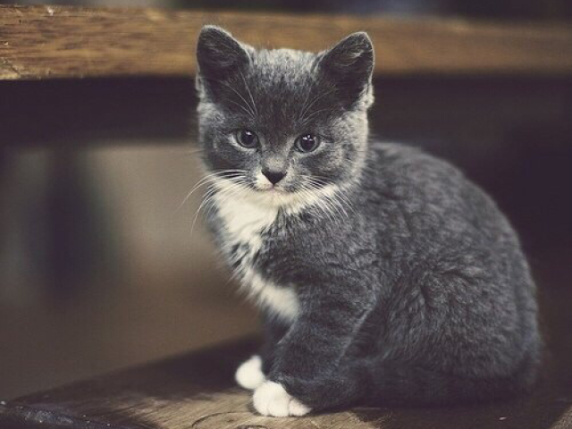 Gato