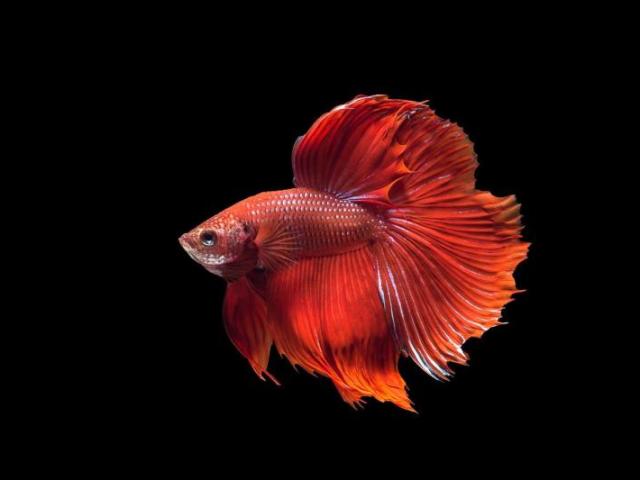 Peixe