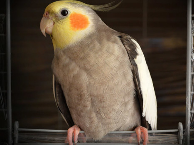 Pássaro!