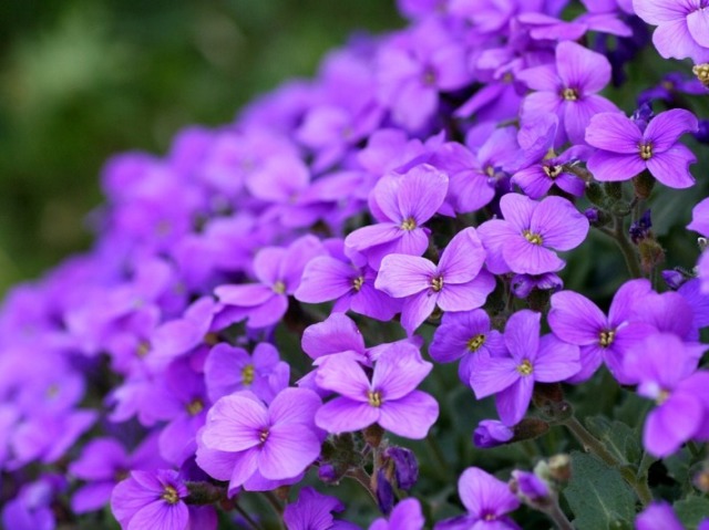 Violeta