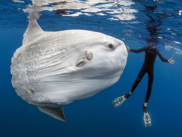 Qual peixe-lua define você?